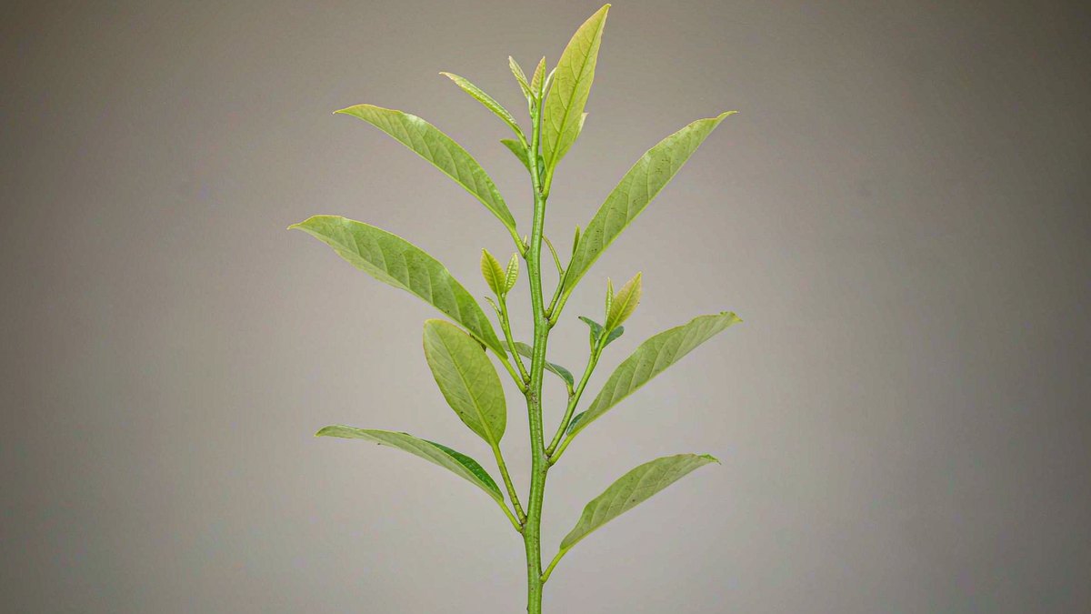 沉香的功效与作用 沉香的用法用量和使用禁忌 - 中药360