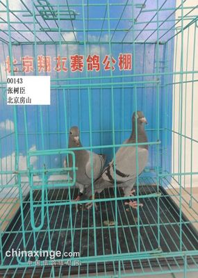 张树臣：三亚沉香协会会长